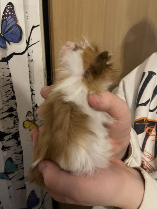 Swinka morska rozetka