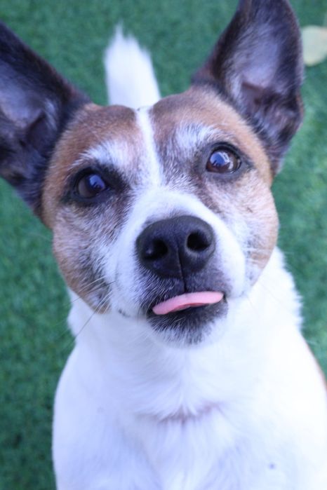 Sessões  Fotográficas  para Cães