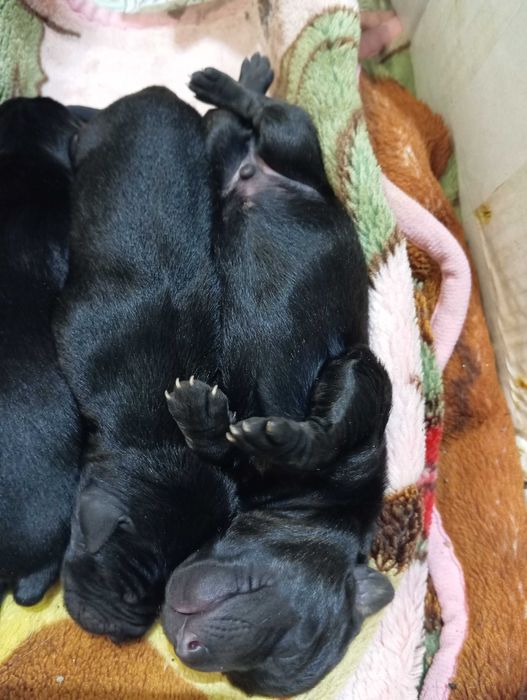 Шукаємо новий дім для цуценят!