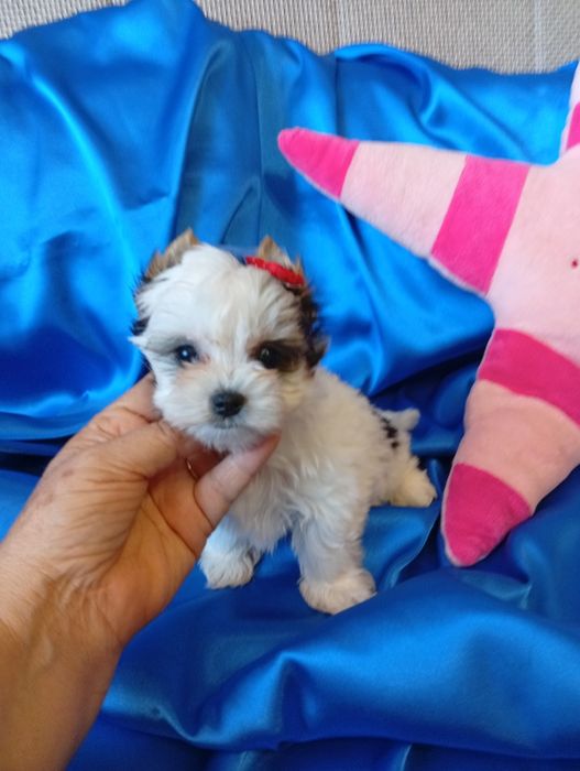 Biewer Yorkshire terrier