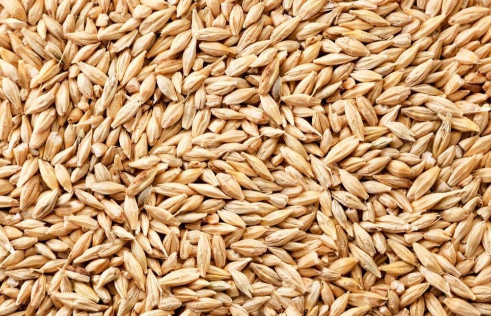 Продам пшеницю, ячмінь