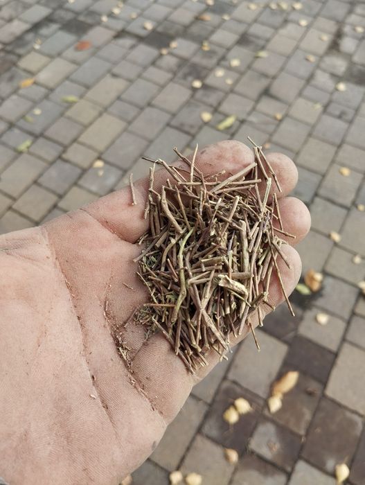 Zrębka biomasa opał sucha po suszarni pakowana w bigbagi