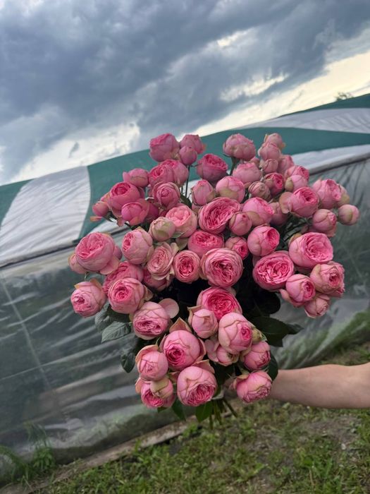 Роза від виробника, опт, Київ, доставка