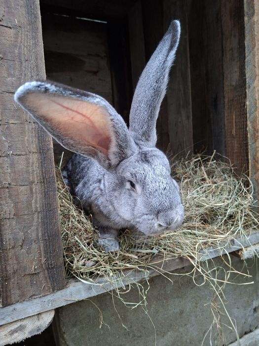 Sprzedam Olbrzymy Belgijskie