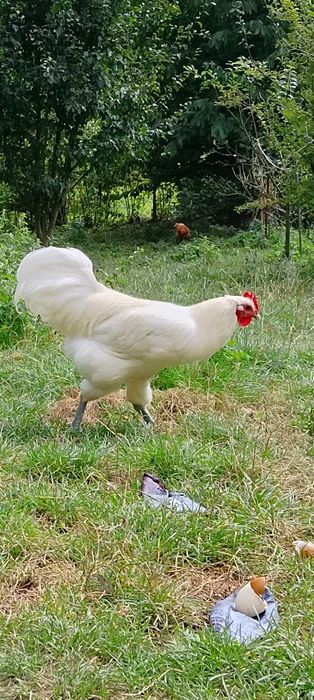 kaczor biegusy indyjskie i biały Australop