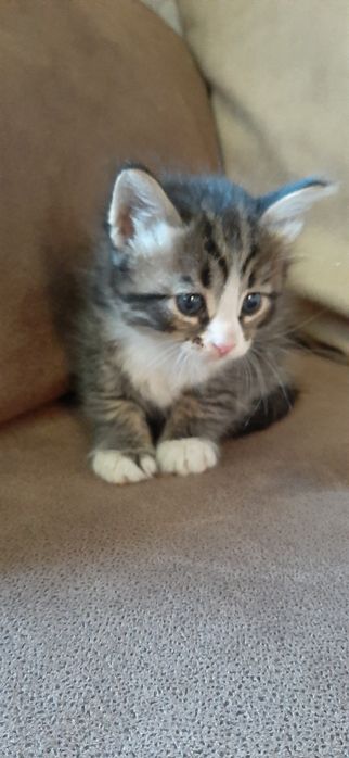 Котик мальчик темный с белым