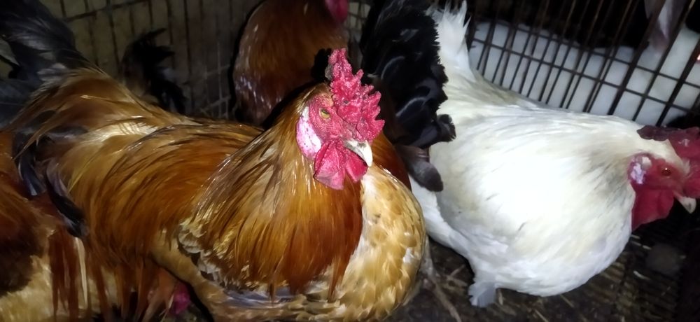 Vendo patos , patas em postura,  galos e galos coquitos cruzados com legorn e mil flores