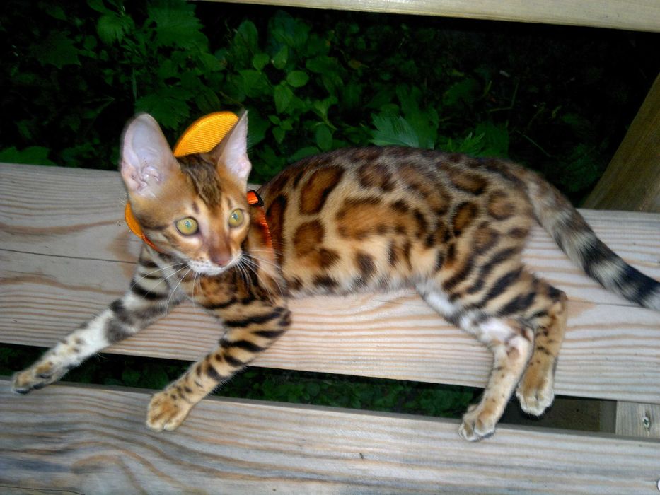 Мега яскрава бенгалочка BENn24