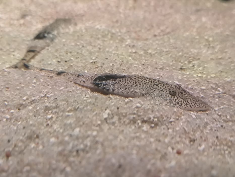 Aphitanos Real Venezuela