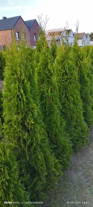 Tuja szmaragd  160-180 cm