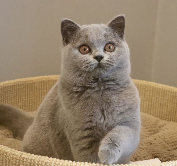 Kocurek niebieski brytyjski z RodowodemFPL.Opcja hodowlana