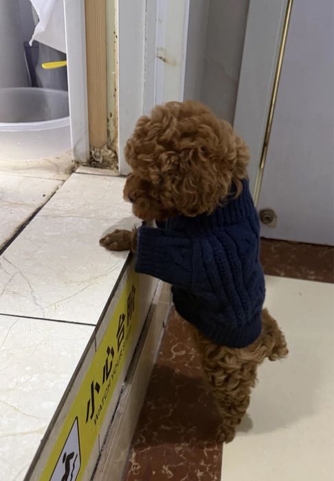 Темно синій всетр для собак маленьких порід