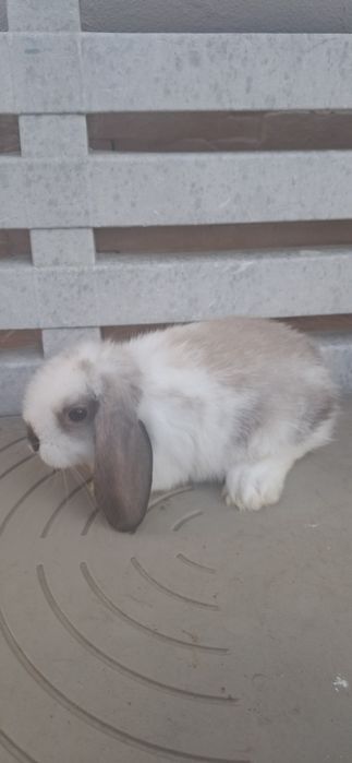 Coelhinhos anões disponíveis várias raças