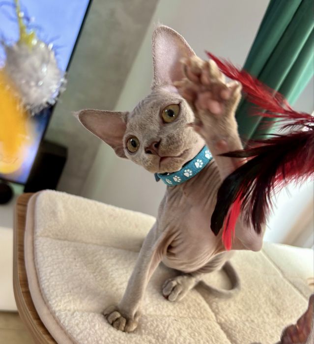 Koteczka Devon rex liliowa  Dixie