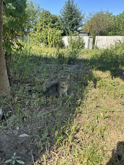 Котики бесплатно в хорошие руки, ласковые