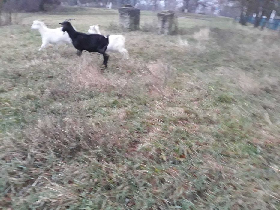 Кози - молочна порода .