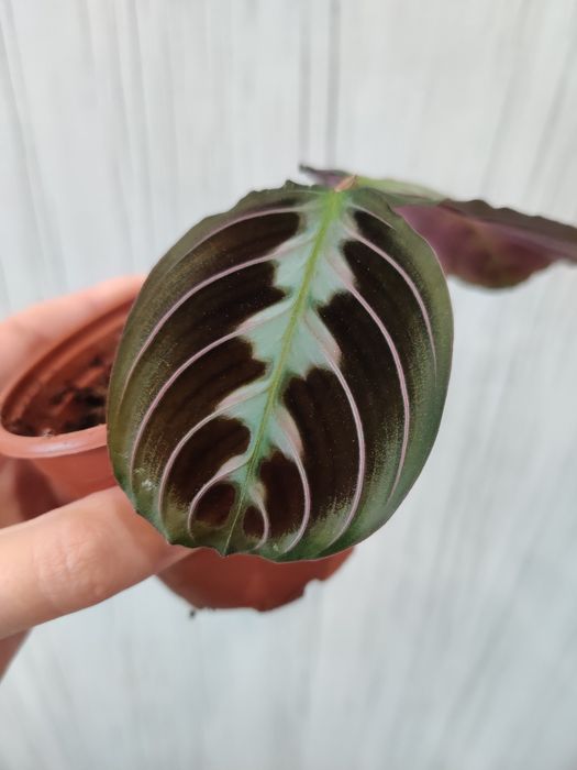Maranta black planta estável