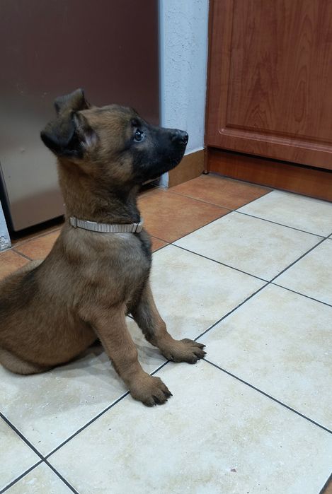 Szczeniaki owczarka belgijskiego