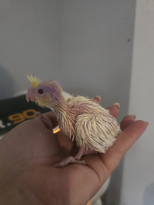 Papugi Nimfy i aleksandretty ręcznie karmione