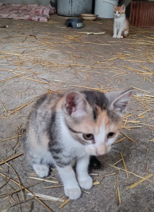 4 kociszki na wydanie KOTKI
