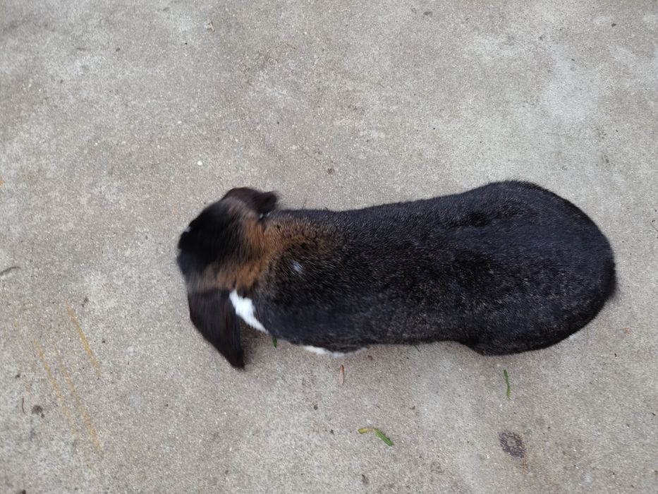 Królik rasy Baran Francuski