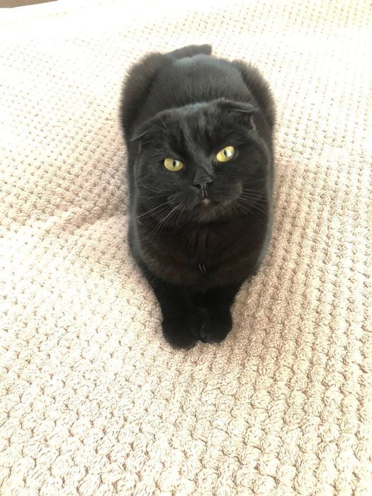 Кошенята в добрі руки