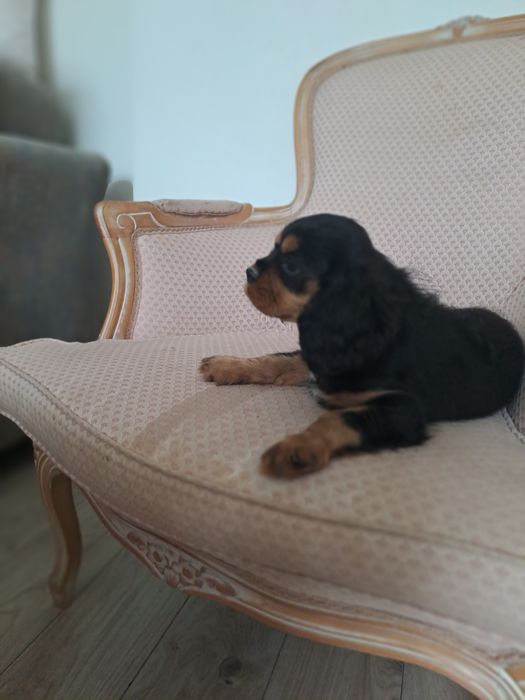 Suczki Cavalier King Charles Spaniel