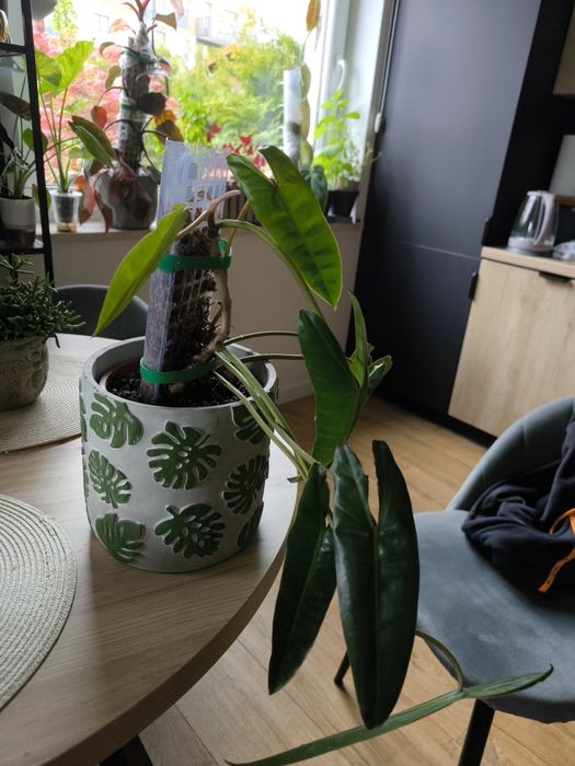 Philodendron Billietiae 2 sadzonki w paliku z mchem