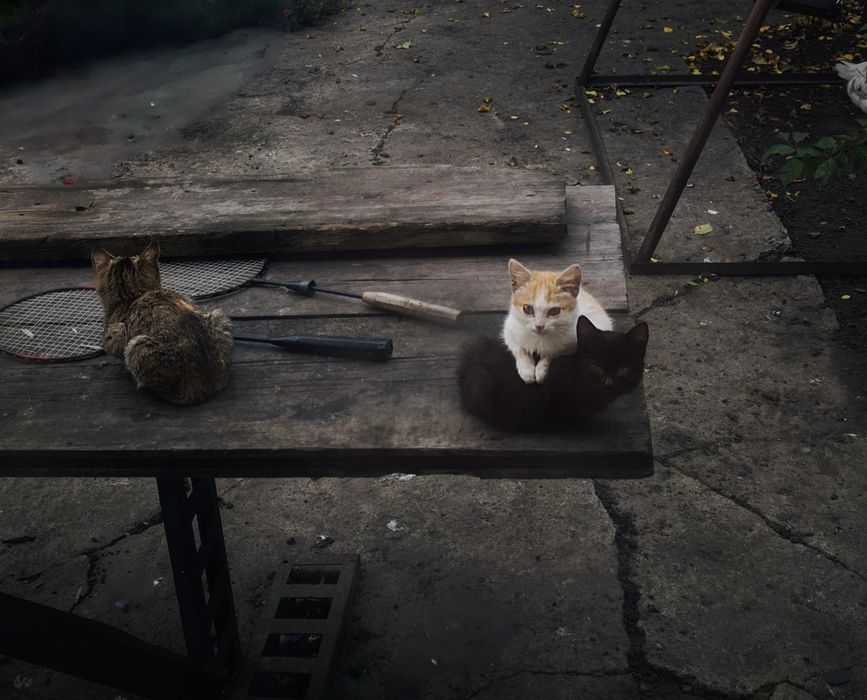Отдам даром котят