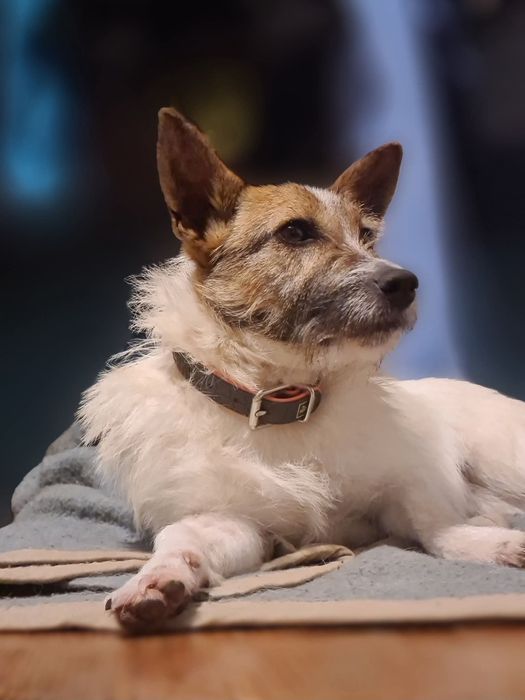 Piękna dama z charakterkiem szuka domu