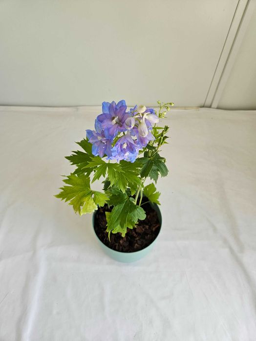 Ostróżka niebieska Sky Blue 45cm C1,5 – bylina ogrodowa + nawóz gratis