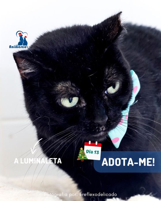 Luminaleta- gata jovem para adocao