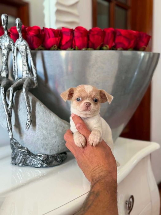 Chihuahua  Superminiatura MACHINHO BRANCO & IZABELLA com LOP E AFIXO