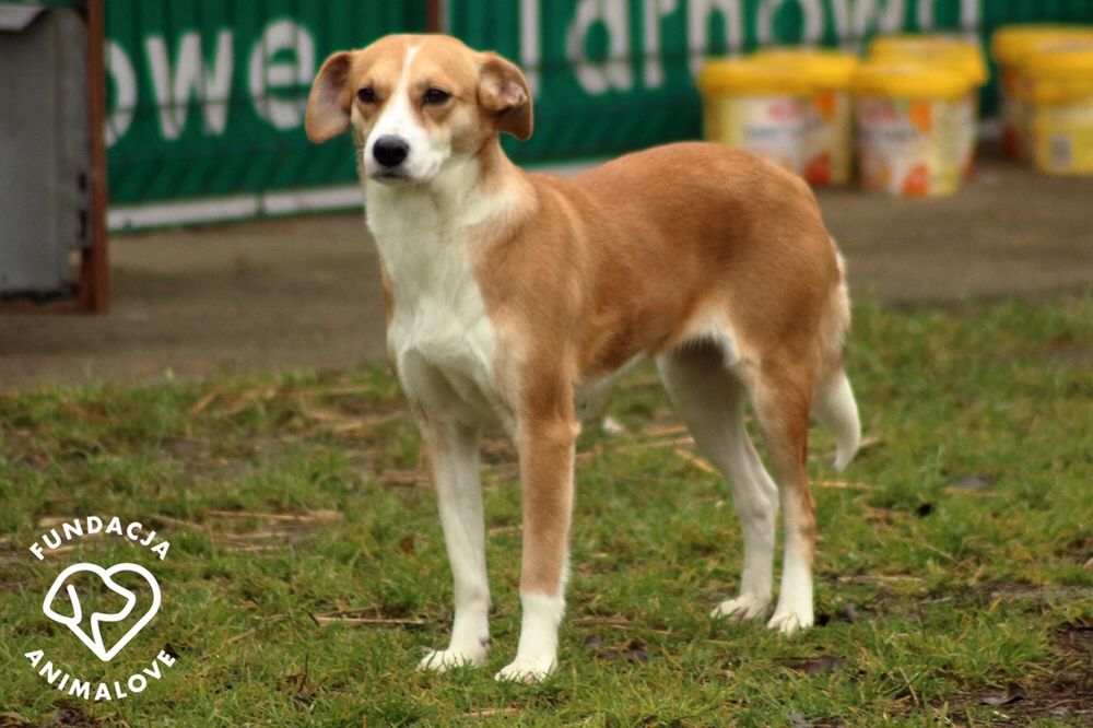 Poszukiwany doświadczony opiekun