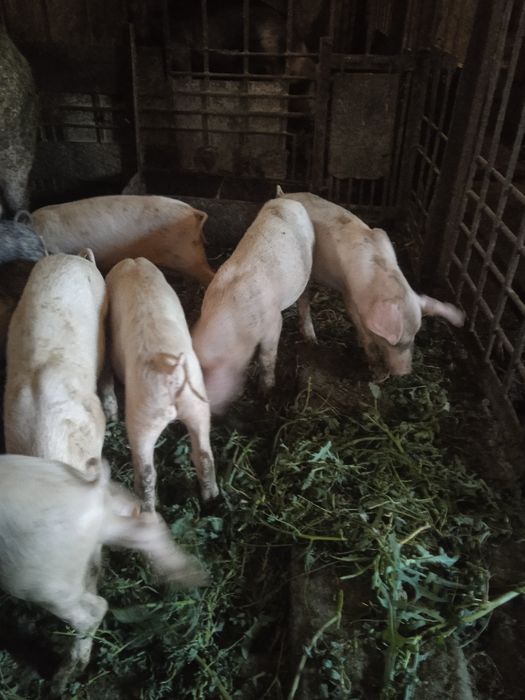 Охуроші поросята