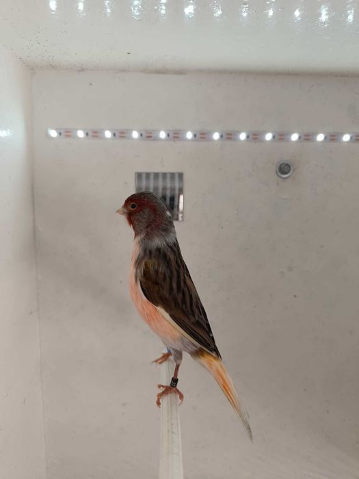 Canário Arlequim Português 2 Machos