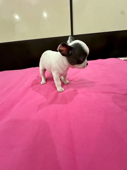 Machinho Chihuahua mini
