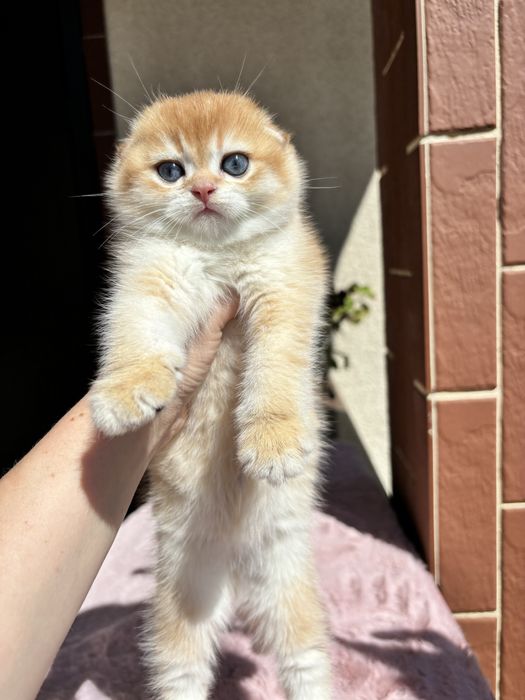 Супер хлопчики! Висловушки золото!!!