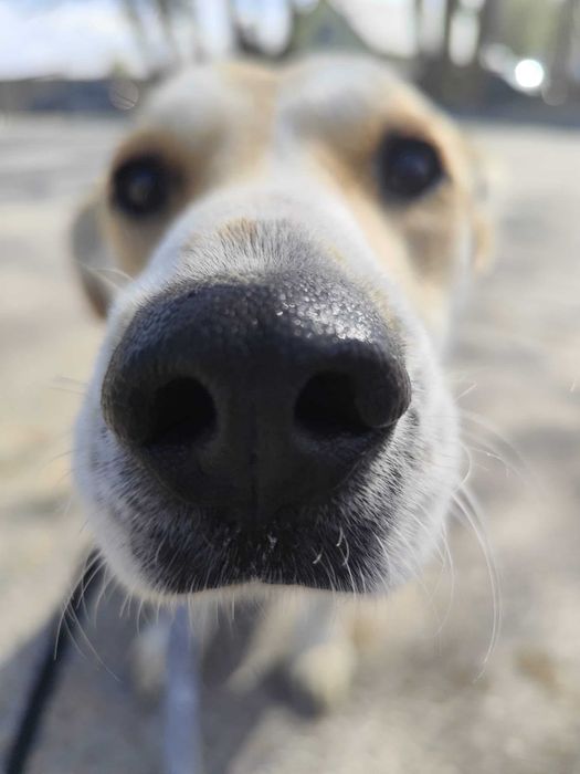 Młoda sunia mix jack russell terrier szuka spokojnego domu
