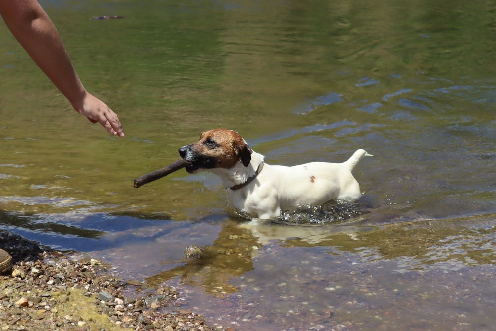 Jack russell familia