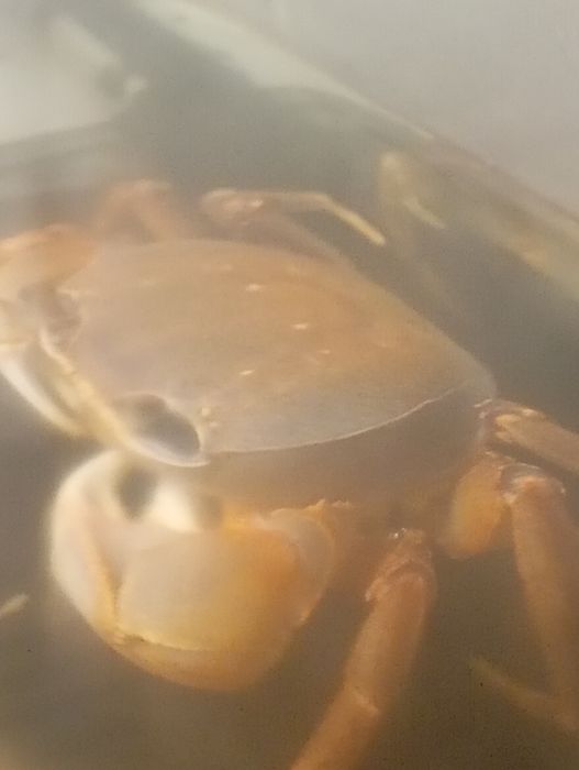 Krab tęczowy sprzedaż