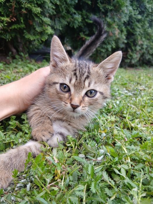 Oddaję koty do adopcji