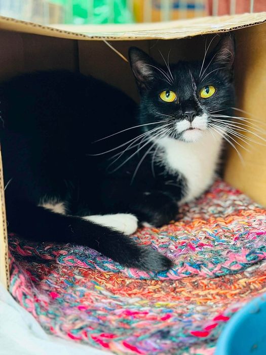 Delikatna koteczka do pilnej adopcji