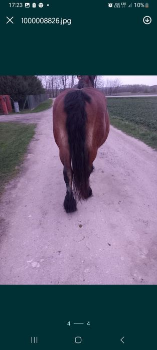 Sprzedam klacz w typie pkz