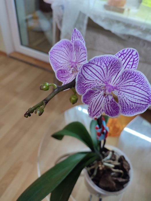 Орхідея Фаленопсис Біг лип квітуча сортова домашня - на фото оригінал