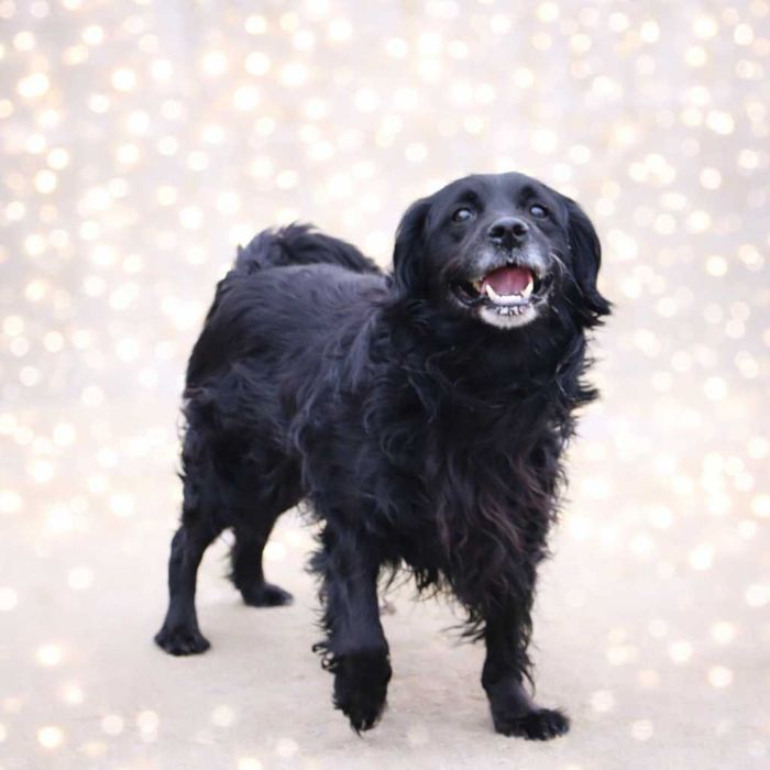 wesoły, energiczny, przyjazny kudłaty piesek czeka na dom