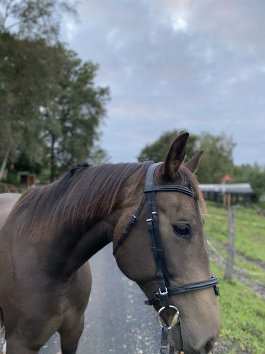 Ogłowie z anatomiczną potylica full stan idealny