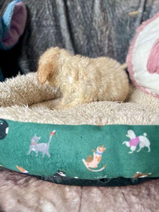 Maltipoo maltańczyk pudel sunia