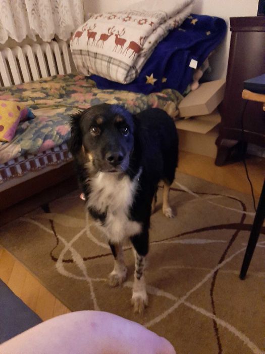 Zaginął piesek! PROSIMY O POMOC