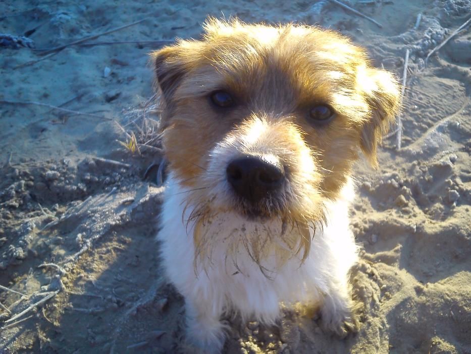 Джек Рассел терьер вязка (Брокен)